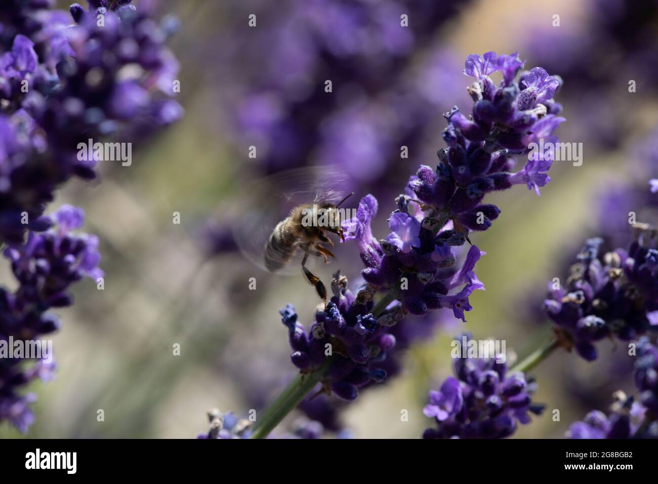 Honey Bee (Apis mellifera) Foraging on Lavender (Lavandula angustifolia) Stock Photo