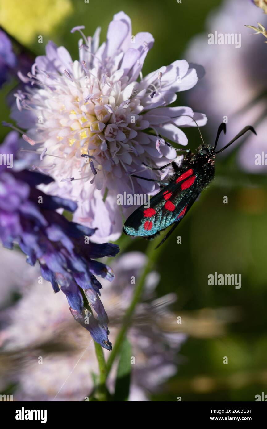 Six Spot Burnet Moth (Zygaena filipendulae) on Field Scabious (Knautia arvensis) Stock Photo