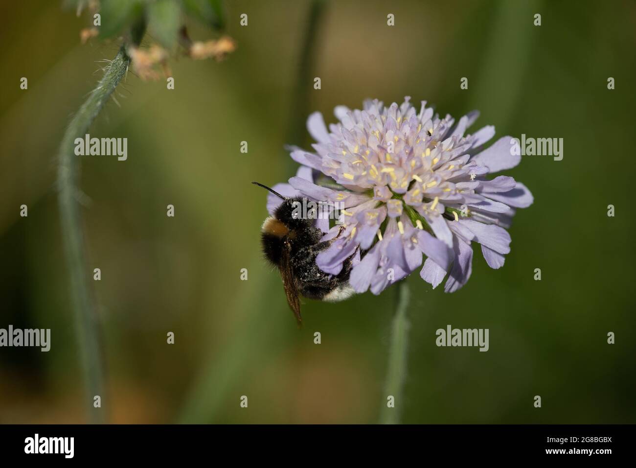 Bumble Bee on on Field Scabious (Knautia arvensis) Stock Photo