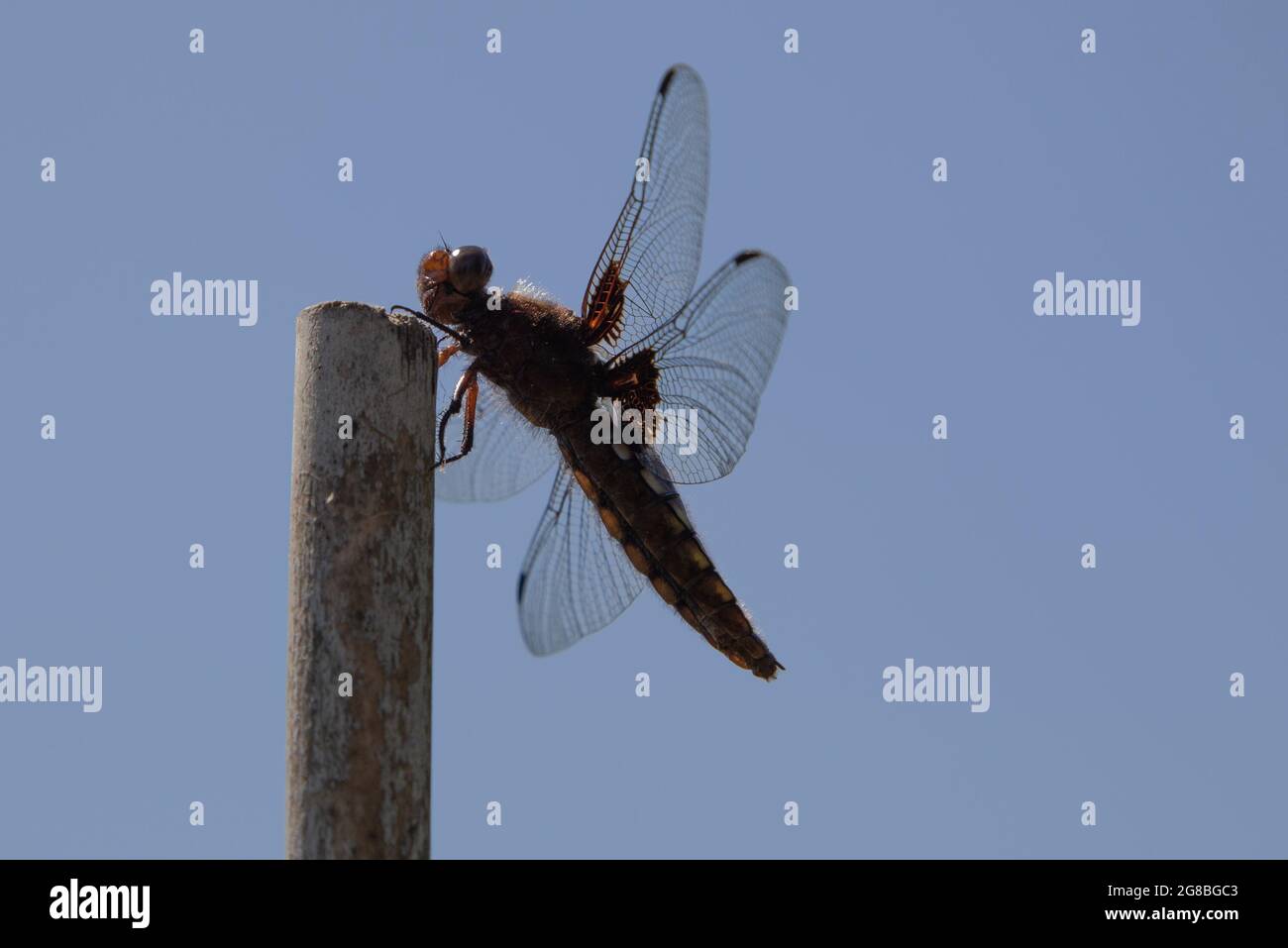 Female Broad Bodied Chaser (Libellula depressa) Stock Photo