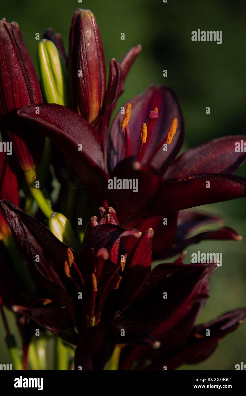 Burgundy Lily Flower Stock Photo