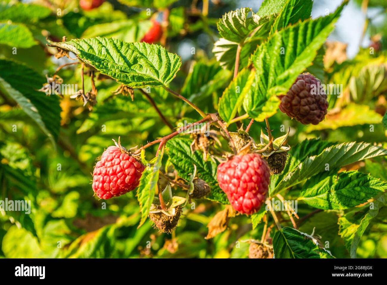 Ripe raspberries hanging on bush hi-res stock photography and images ...