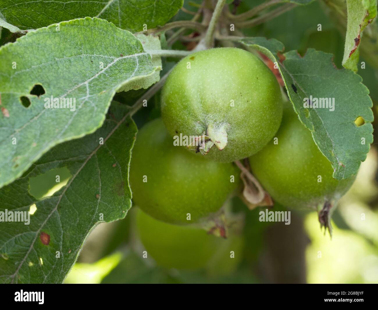 An unripe apple on a tree branch, close-up. An apple is an edible fruit produced by an apple tree (Malus domestica). Stock Photo