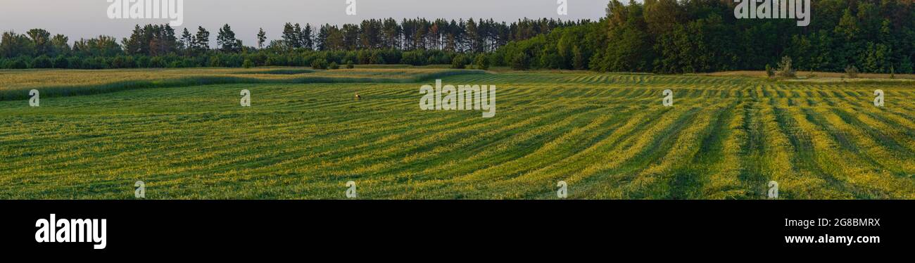 Ukraine Rye Field Beautiful sunset clouds over a field of ripening rye, Ukraine Stock ...