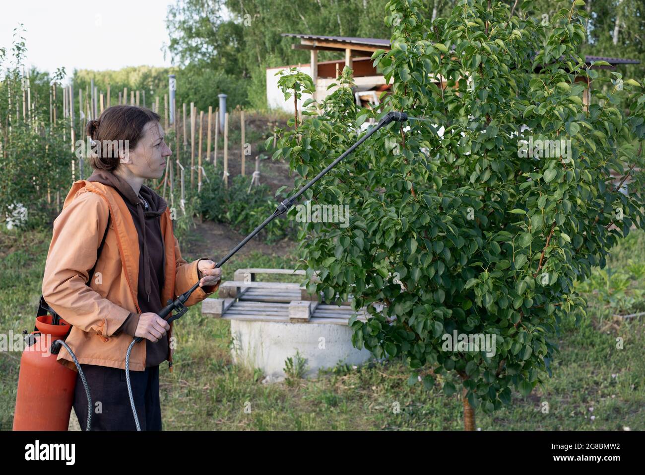 women work in garden and spraying chemical or fertilizer with portable sprayer to fruit tree Stock Photo