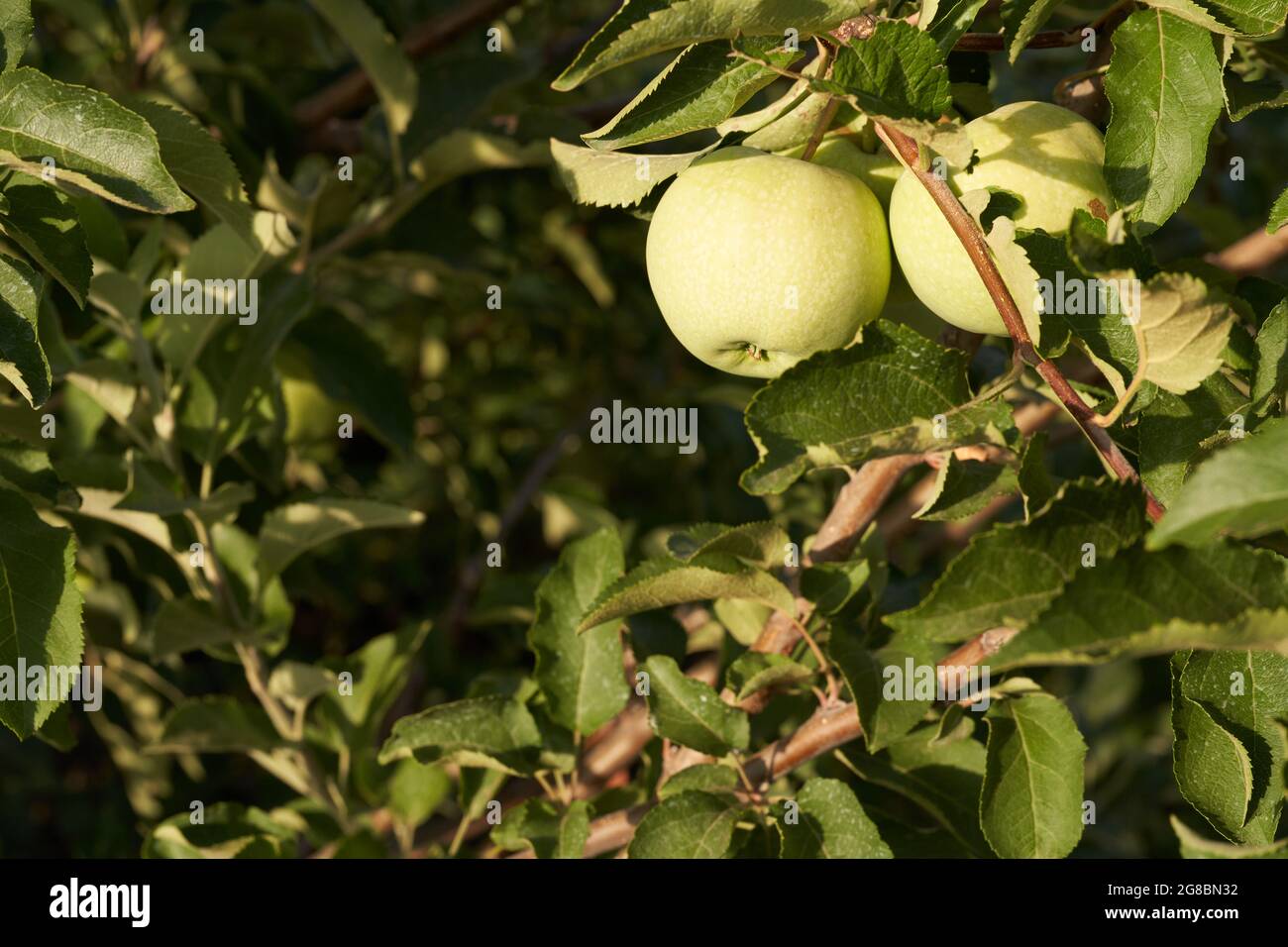 Young green ripening apple fruits on a branch after flowering in the garden. . A young rudiment of apple buds. A young apple at the fruit stage. Fruit Stock Photo