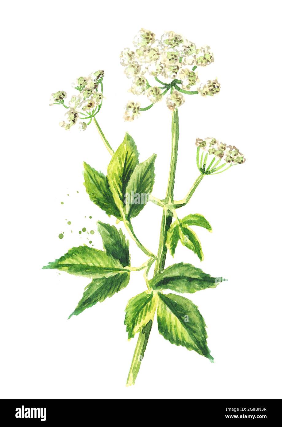 Medicinal plant Aegopodium podagraria or ground elder, stem, flowers and leaves, Watercolor hand drawn illustration isolated on white background Stock Photo