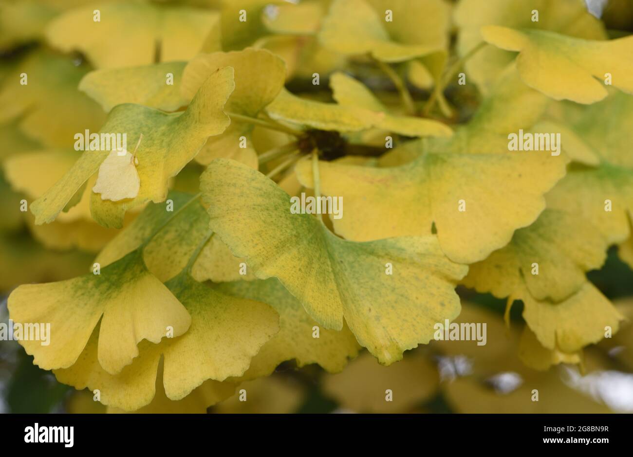 Yellow autumn leaves of a ginkgo tree (Ginkgo biloba). Haywards Heath, East Sussex, UK. Stock Photo