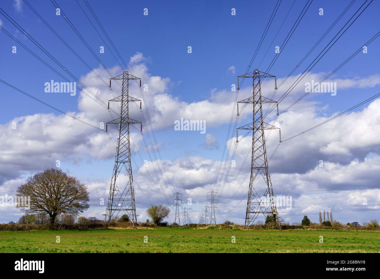 2 rows of electricity pylons and overhead cables near Cirencester stretching off into the distance. They dwarf a large oak tree growing beneath. Stock Photo