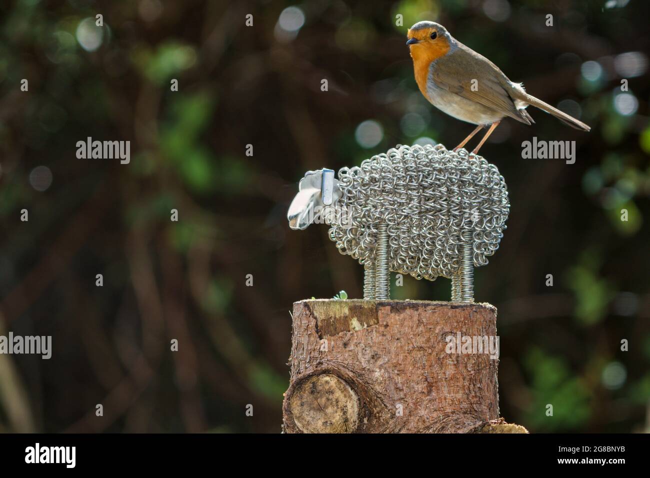 Robin sitting on the back of a metal sheep ornament Stock Photo
