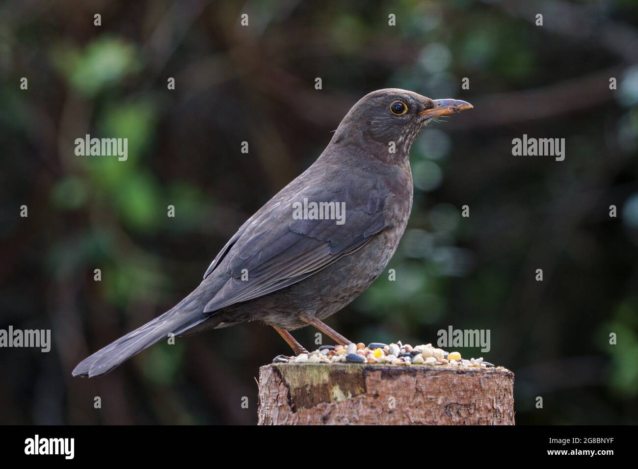 Female common blackbird (turdus merula) perched on a log eating bird seed. Stock Photo