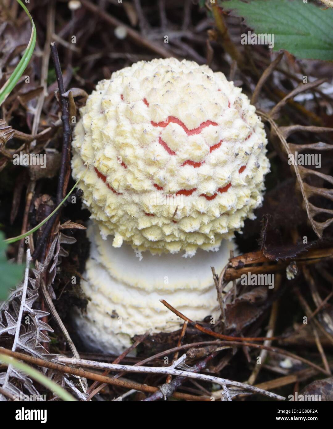 The  fruiting body, sporocarp, of fly agaric (Amanita muscaria) emerges from the forest floor. Bedgebury Forest, Kent. UK. Stock Photo