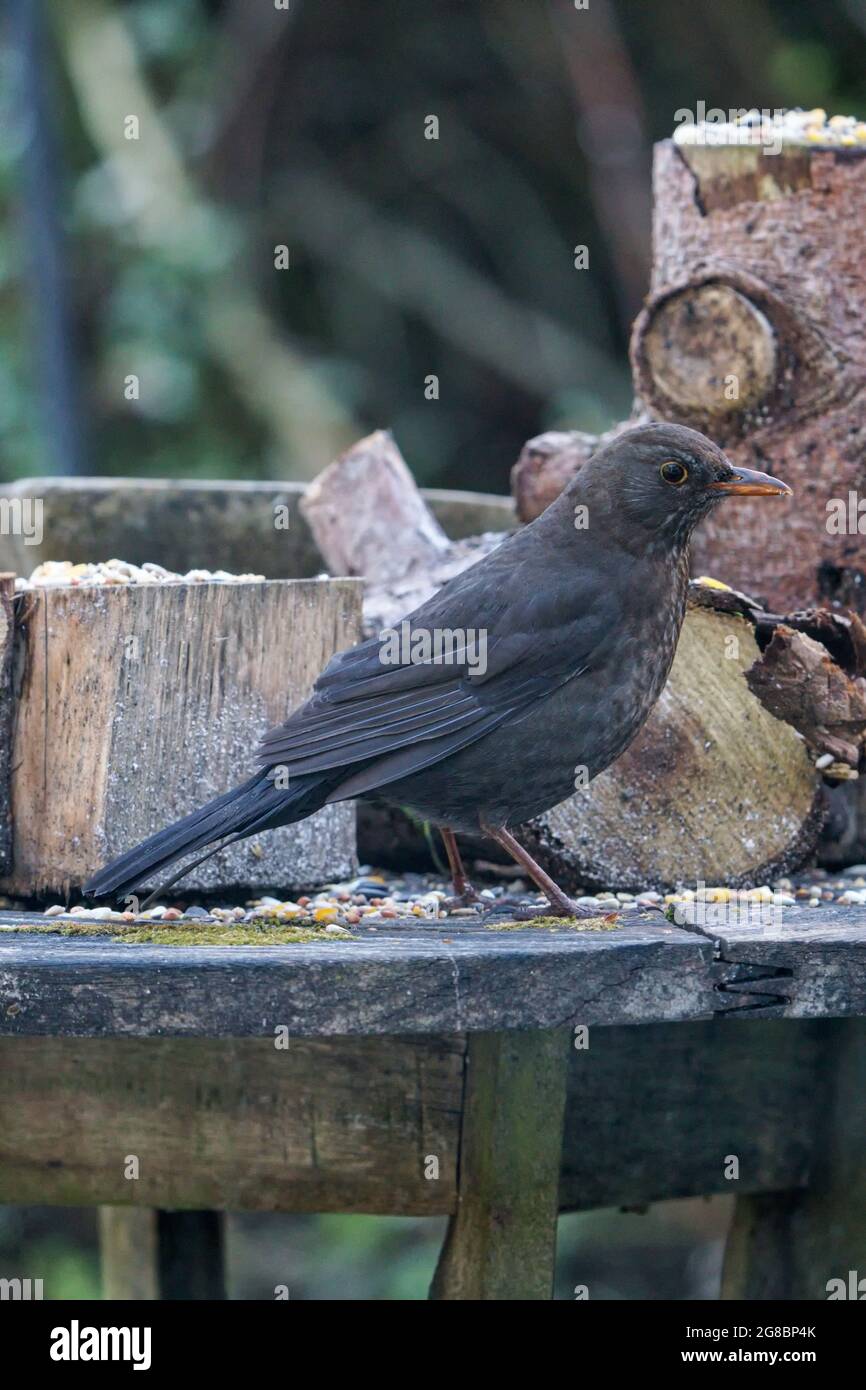 Female common blackbird (turdus merula) on a bird table with bird seed. Stock Photo