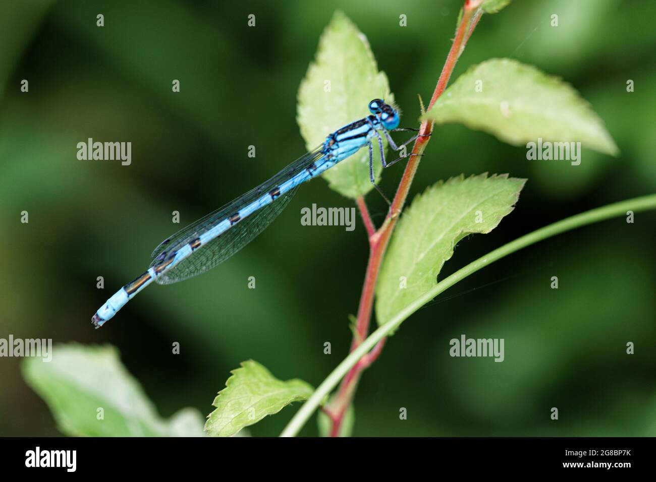 Damselfly fly hi-res stock photography and images - Alamy