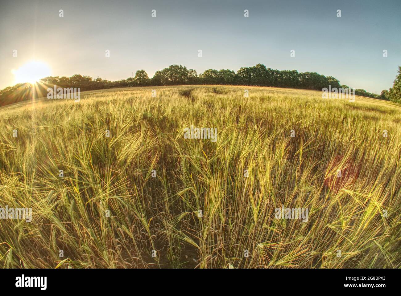 Summer corn fields as the sun goes down Stock Photo Alamy