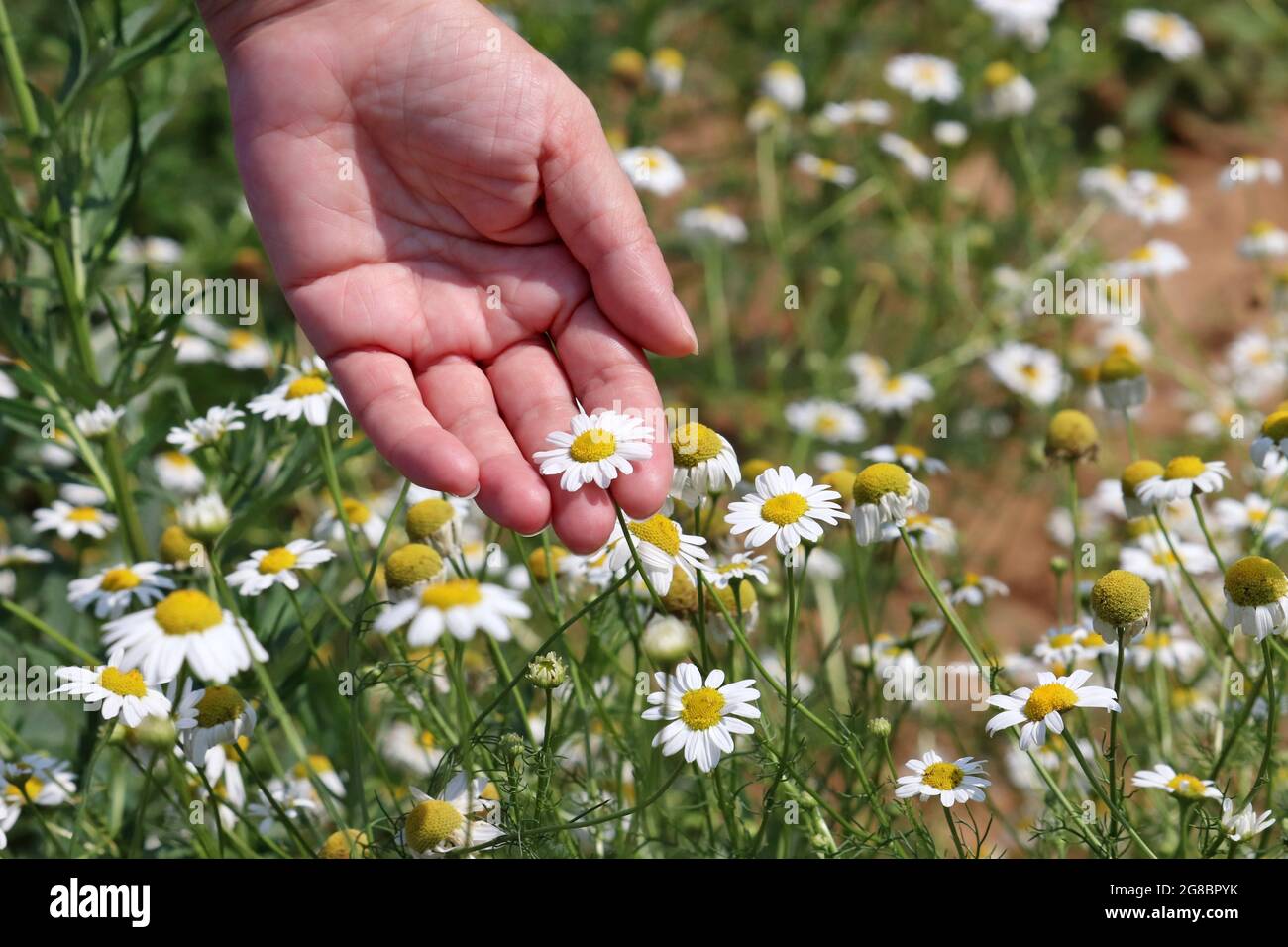 Female hand touching the daisy flowers on a summer meadow. Woman enjoying the green nature, concept of environment, vacation at countryside Stock Photo
