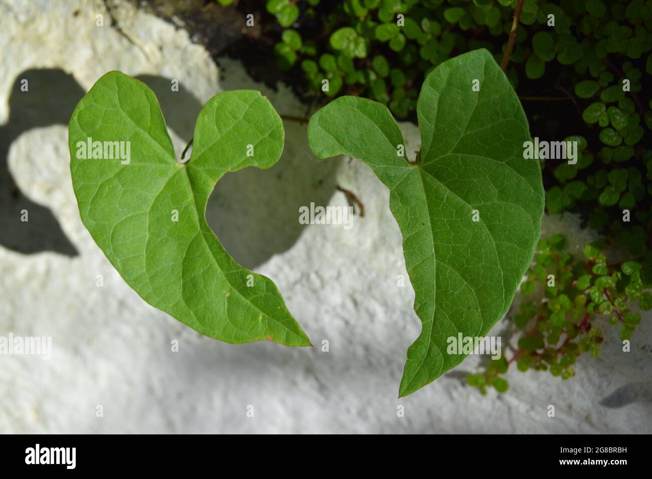 Pair of Heart Leaves Stock Photo
