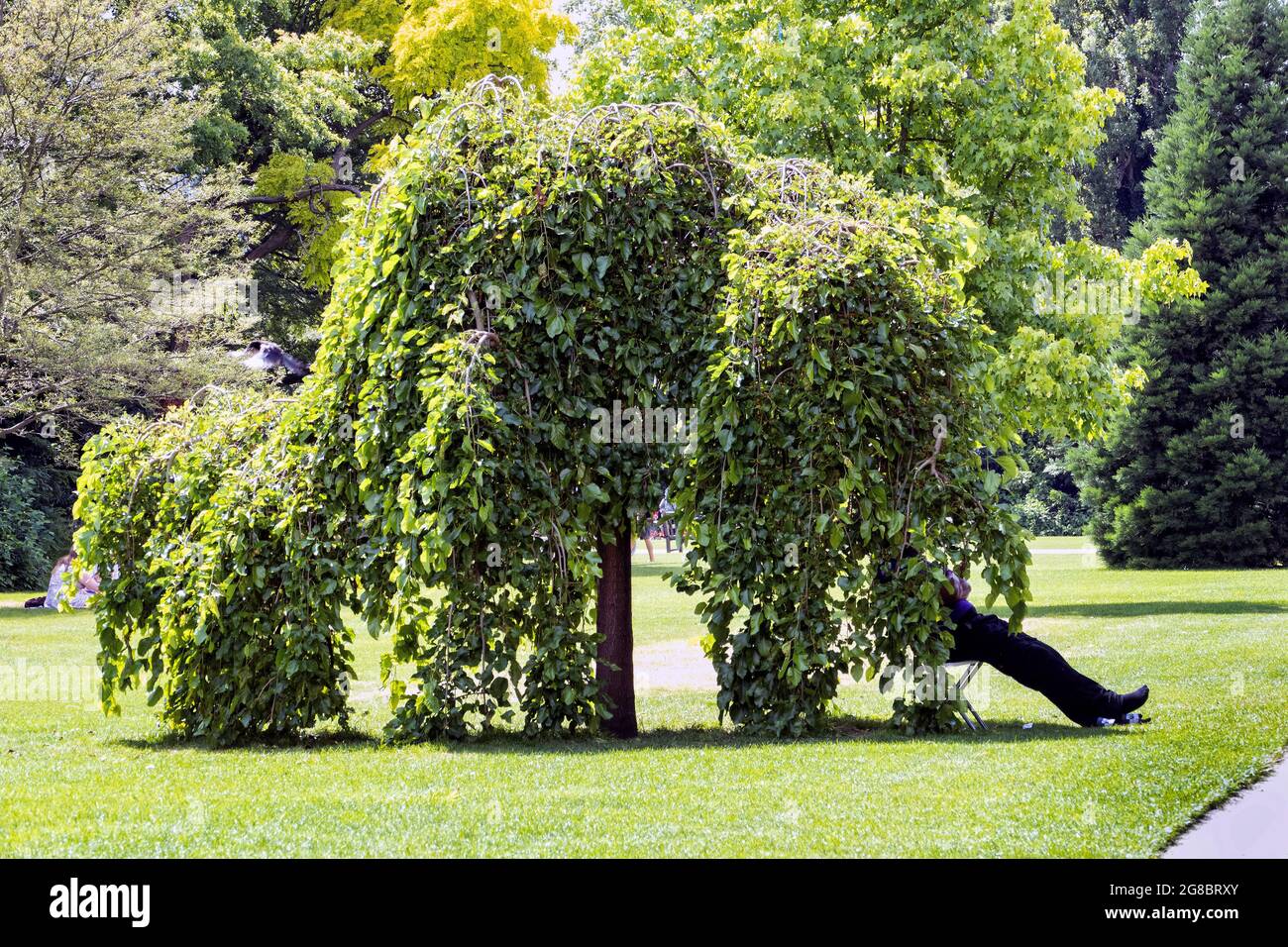 Need for shade, visitor to Regents Park in London sits under a tree in heatwave. Stock Photo