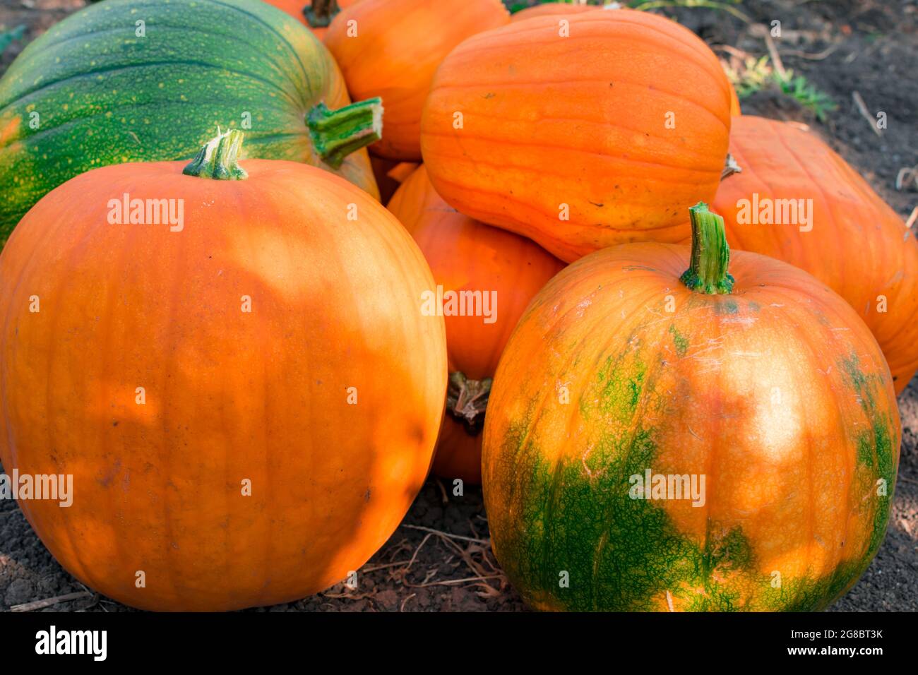 Orange and green pumpkins stacked on the ground close-up. Harvesting ...