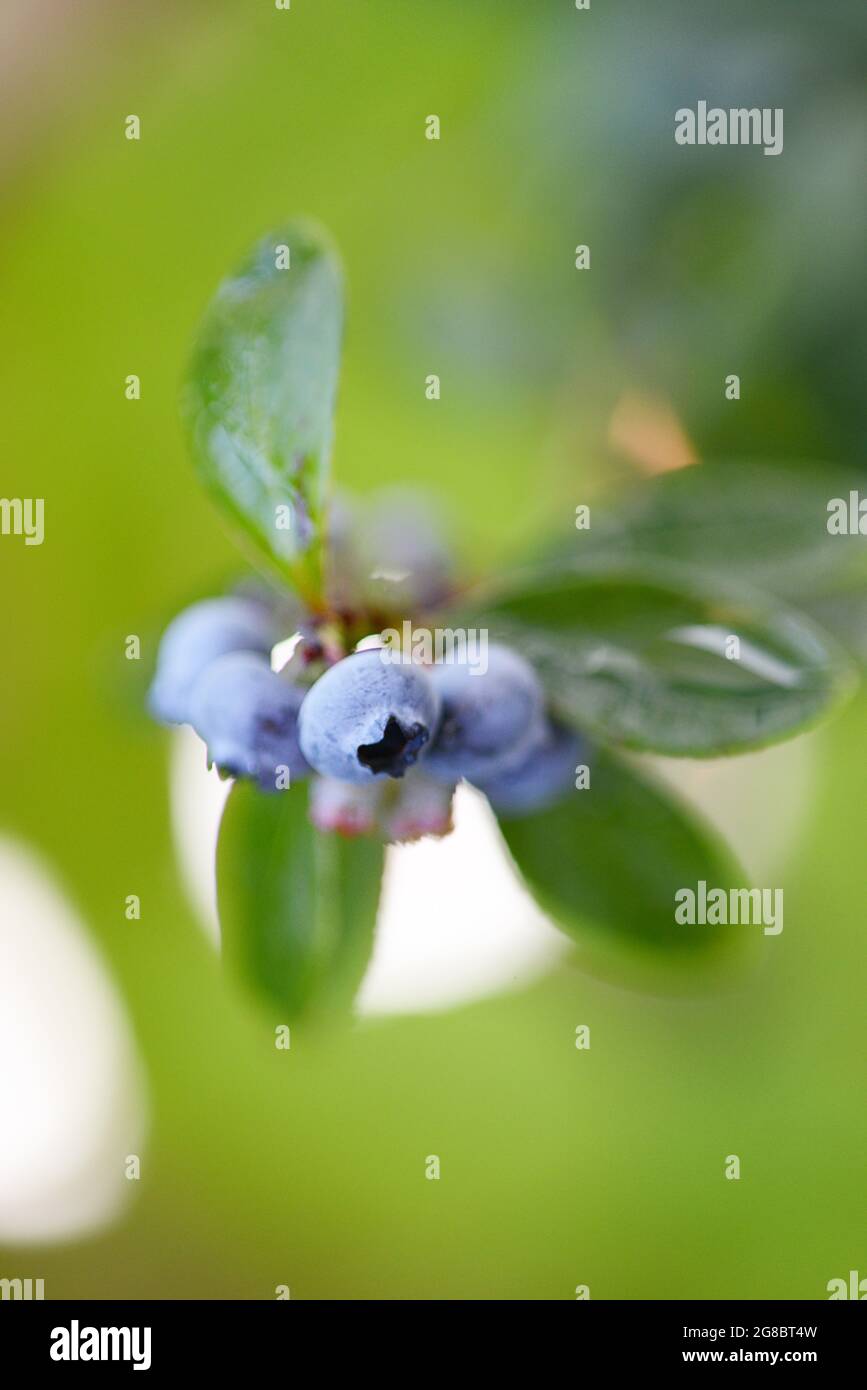 Blueberry bush with ripe blueberries in nature Stock Photo - Alamy