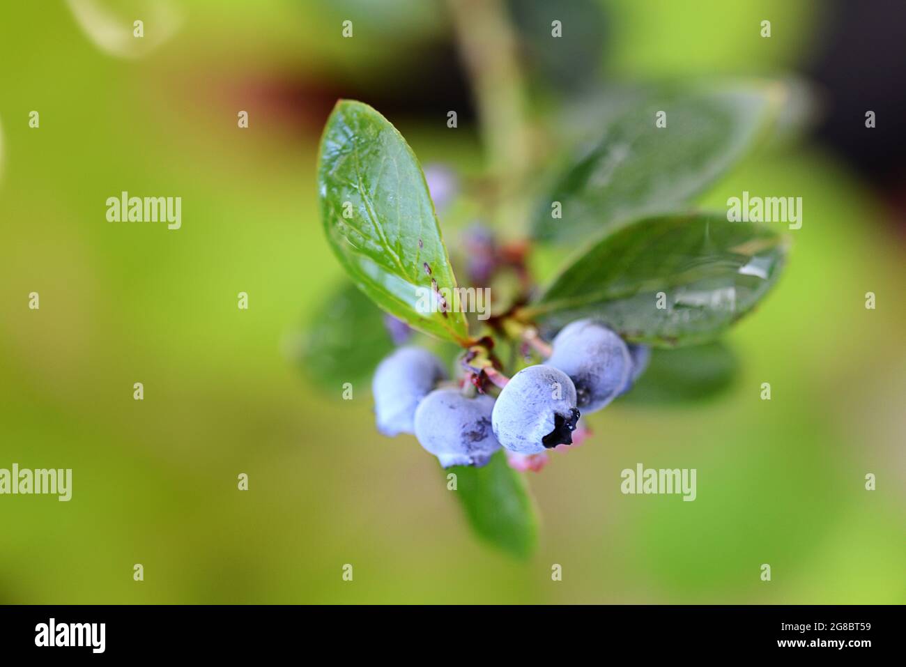 Blueberry bush with ripe blueberries in nature Stock Photo - Alamy