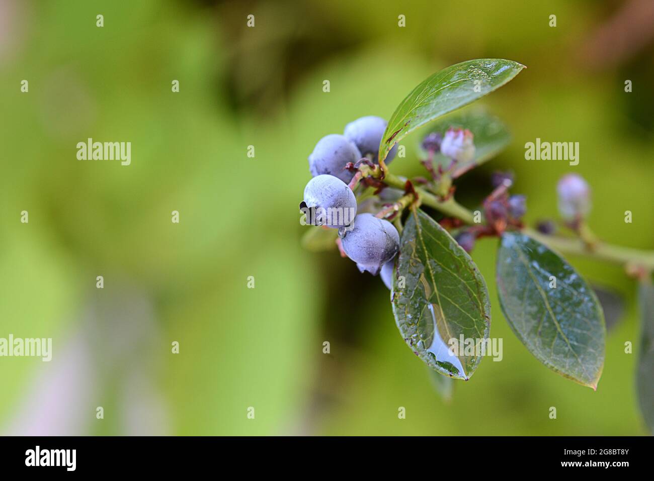 Blueberry bush with ripe blueberries in nature Stock Photo - Alamy