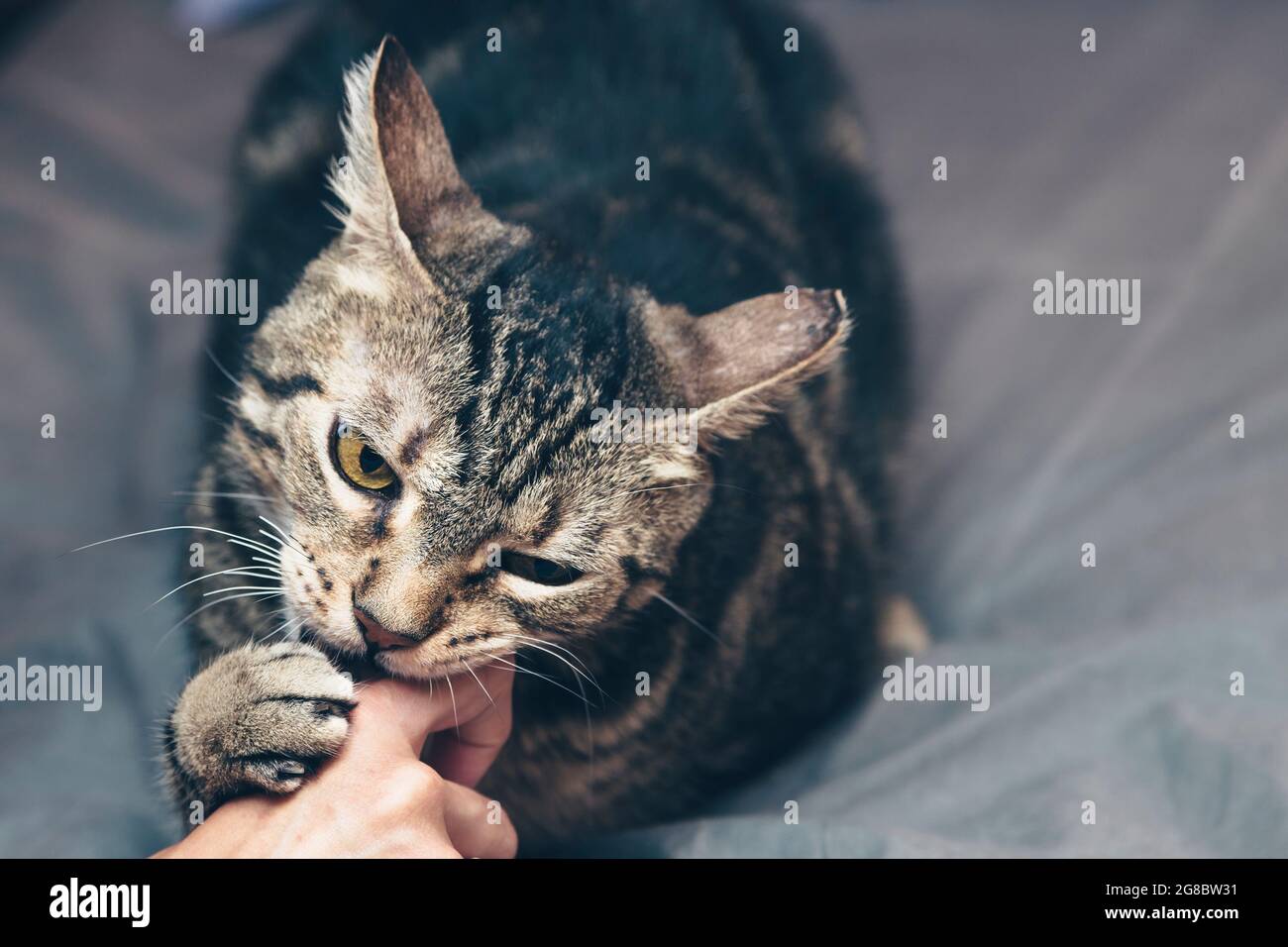 Cat playing with one hand, biting, playing bite Stock Photo Alamy