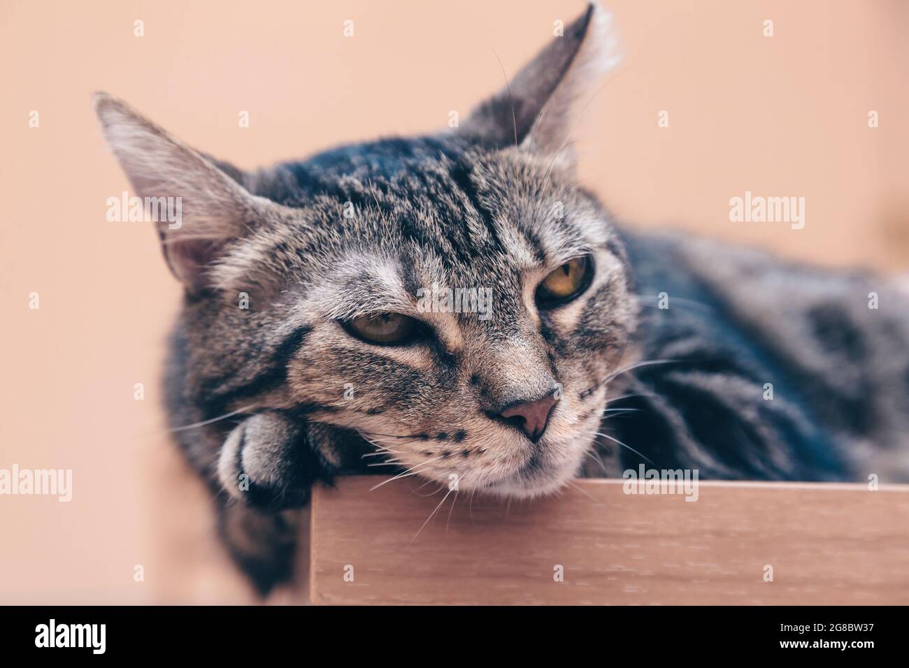 Lazy cat, relaxed cat on a table, relaxed and quiet pet Stock Photo