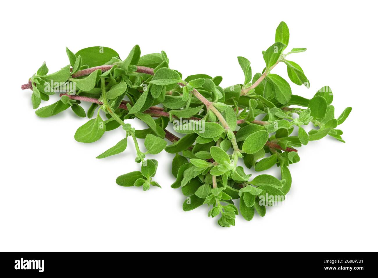 Oregano or marjoram leaves isolated on white background with clipping path and full depth of