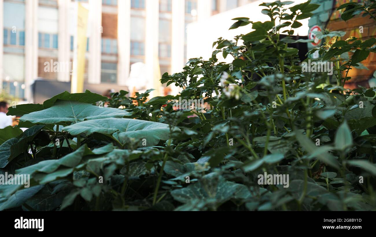 Green tomatoes in the vegetable garden. Urban vegetable garden in a