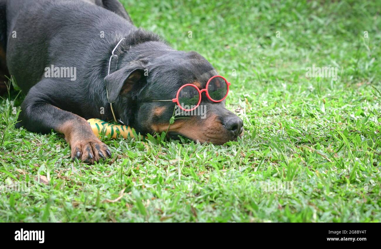 Rottweiler dog wearing sunglasses, relaxing lying on grass. Copy space. Stock Photo