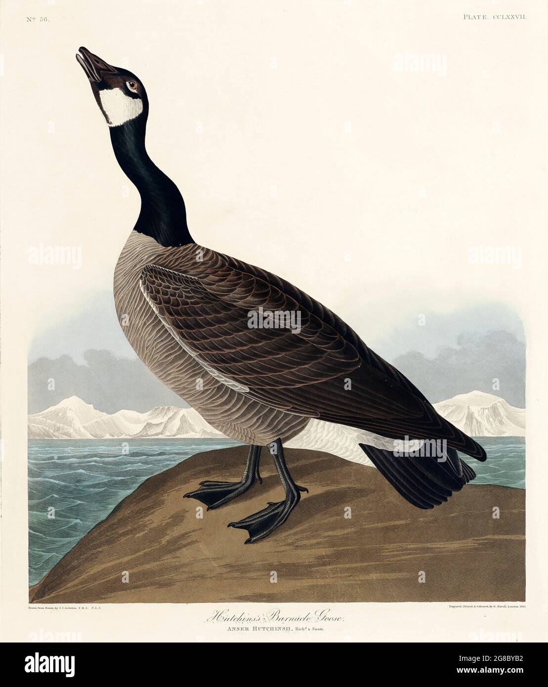 Hutchins's Barnacle Goose from Birds of America (1827) by John James