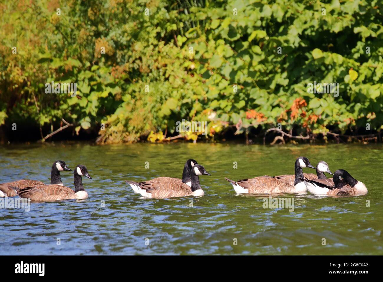 Canada Geese (Branta Canadensis) floating on the River Thames near Henley-on-Thames, Oxfordshire, UK Stock Photo