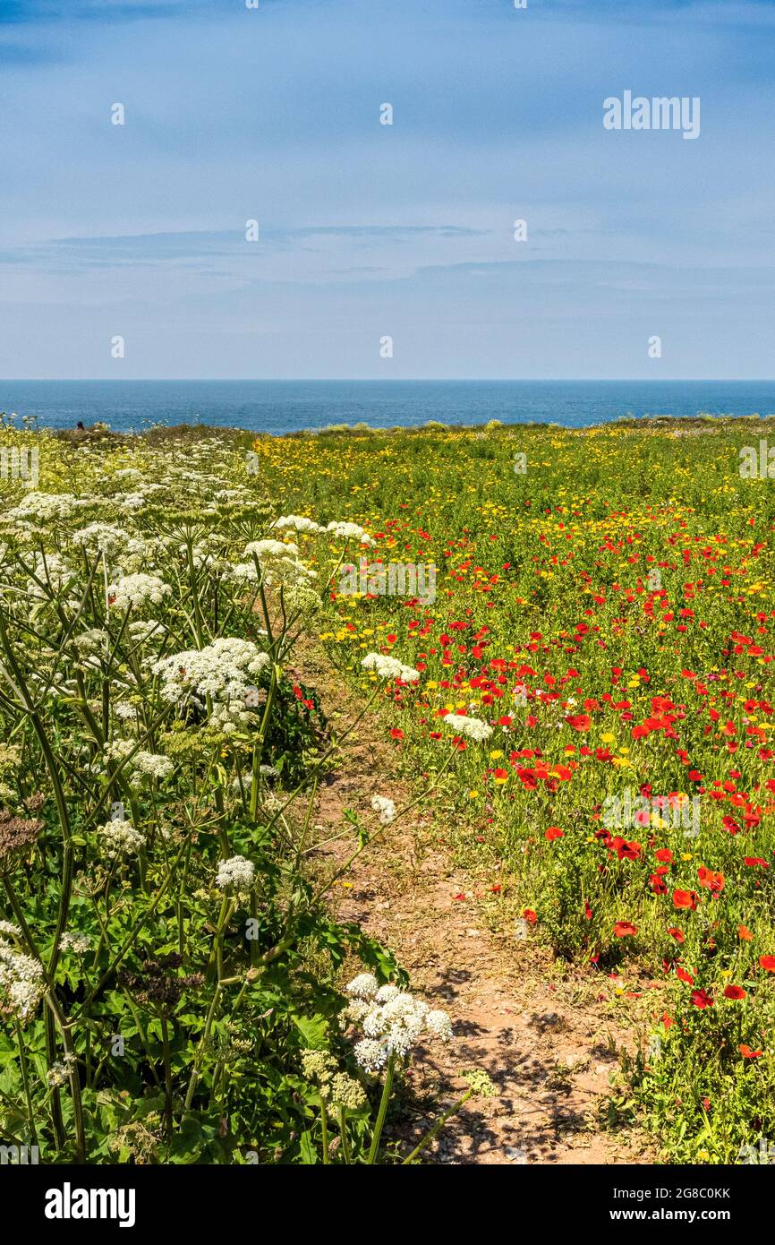 An arable field of Cow Parsley Anthriscus sylvestris, Common Poppies Papaver rhoeas and Corn Marigolds Glebionis segetum growing on the coast of West Stock Photo