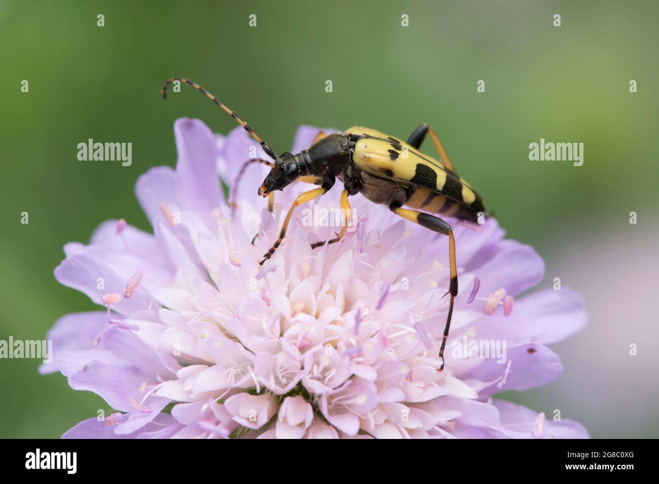 Rutpela maculata, Strangalia maculata, Longhorn beetle, Yellow and Black Longhorn Beetle, feeding on Field Scabious, Knautia arvensis, July, UK. Stock Photo