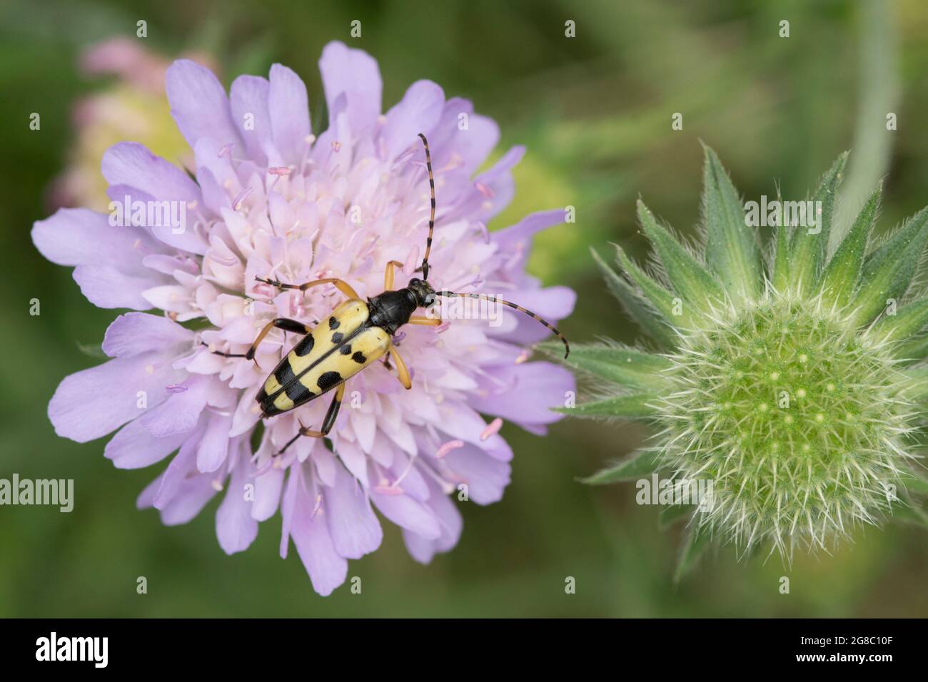 Rutpela maculata, Strangalia maculata, Longhorn beetle, Yellow and Black Longhorn Beetle, feeding on Field Scabious, Knautia arvensis, July, UK. Stock Photo