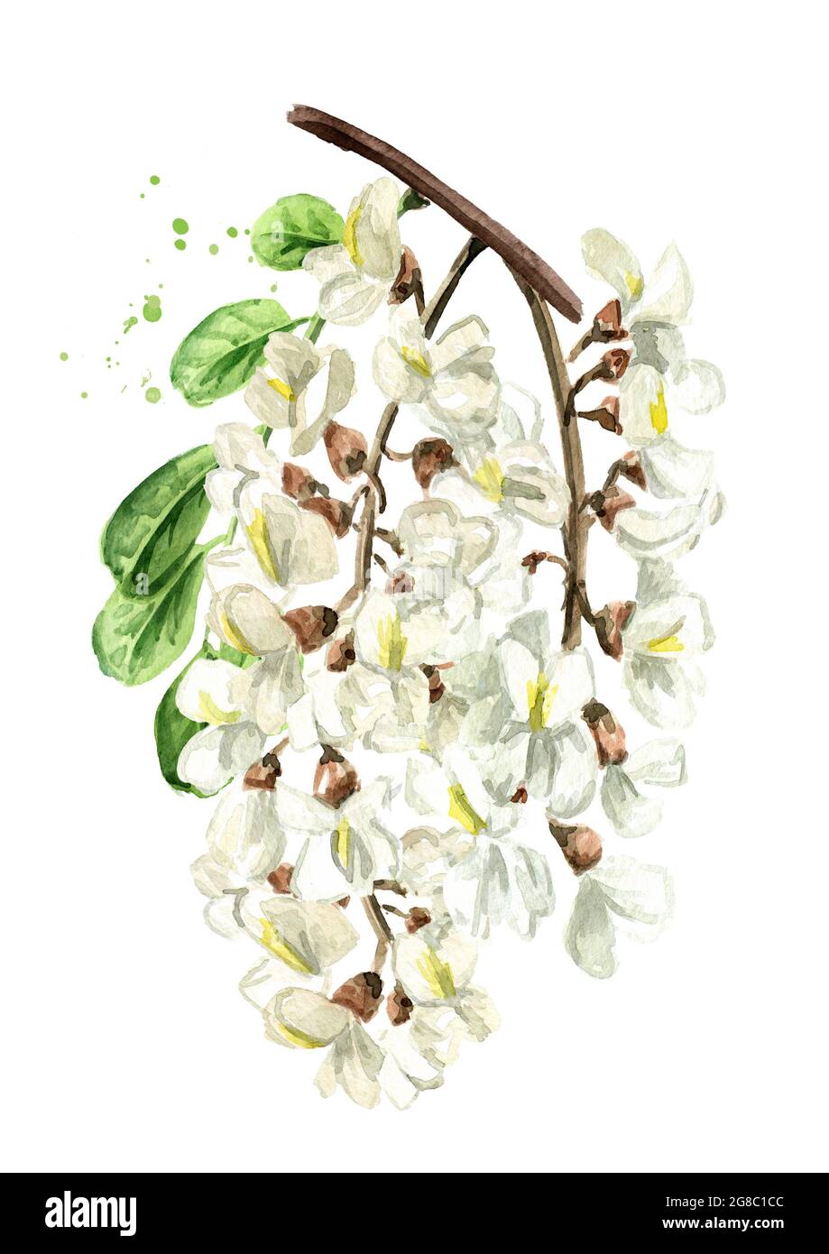 Blossoming acacia or Sophora Japonica branch with flowers and leaves, cosmetic and medical herb. Hand drawn watercolor illustration isolated on white Stock Photo