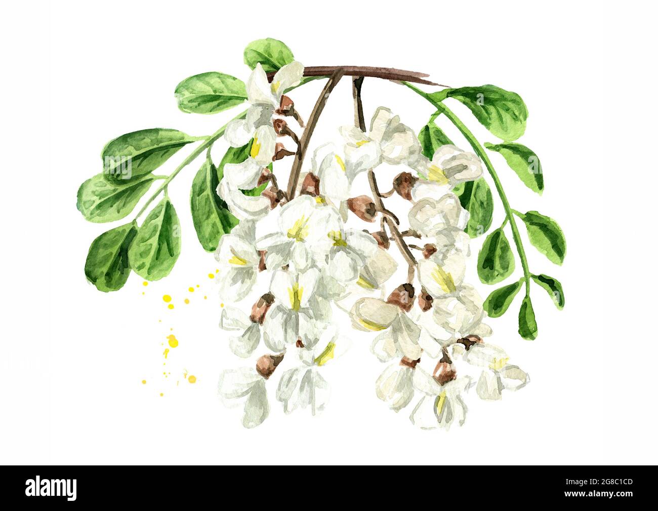 Blossoming acacia or Sophora Japonica branch with flowers and leaves,  cosmetic and medical herb. Hand drawn watercolor illustration isolated on white Stock Photo