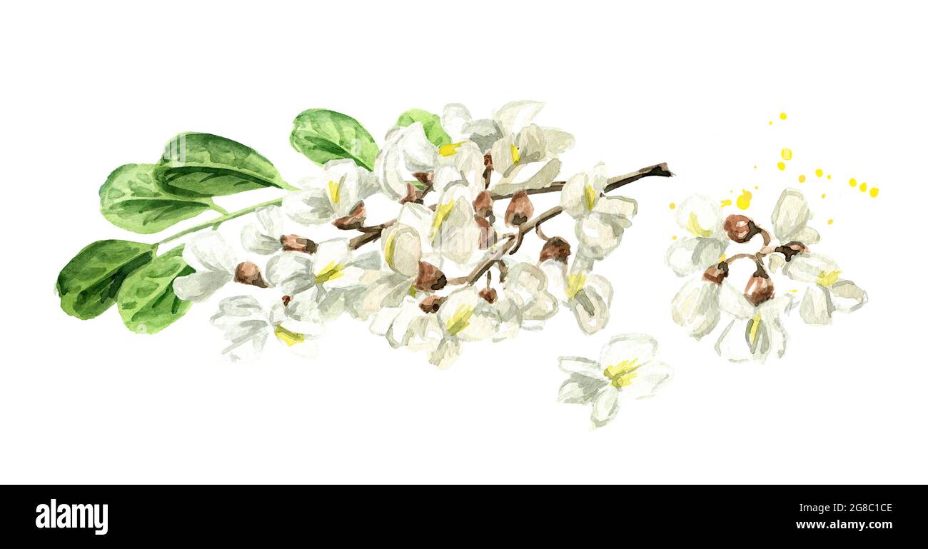 Blossoming acacia or Sophora Japonica branch with flowers and leaves, Hand drawn watercolor illustration, isolated on white background Stock Photo
