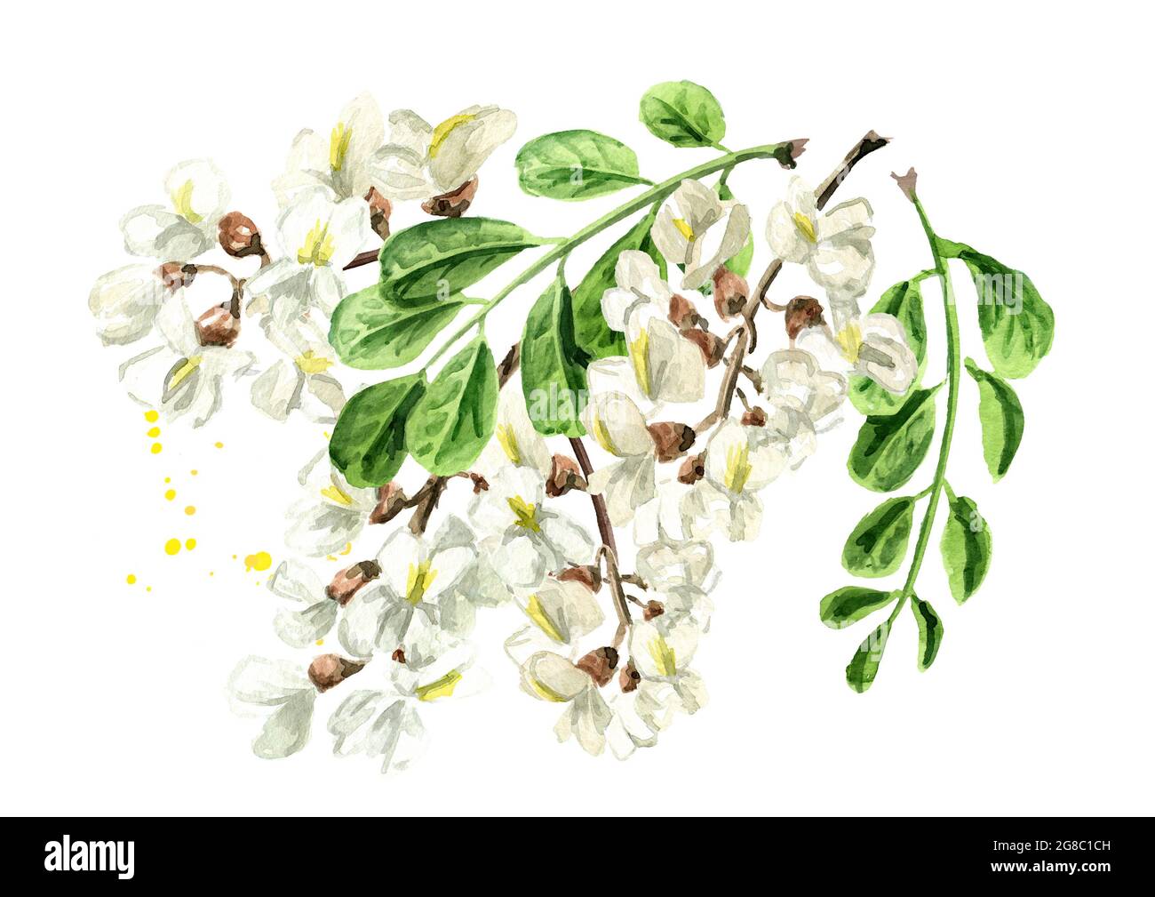 Blossoming acacia or Sophora Japonica branch with flowers and leaves, medical herb. Hand drawn watercolor illustration isolated on white background Stock Photo