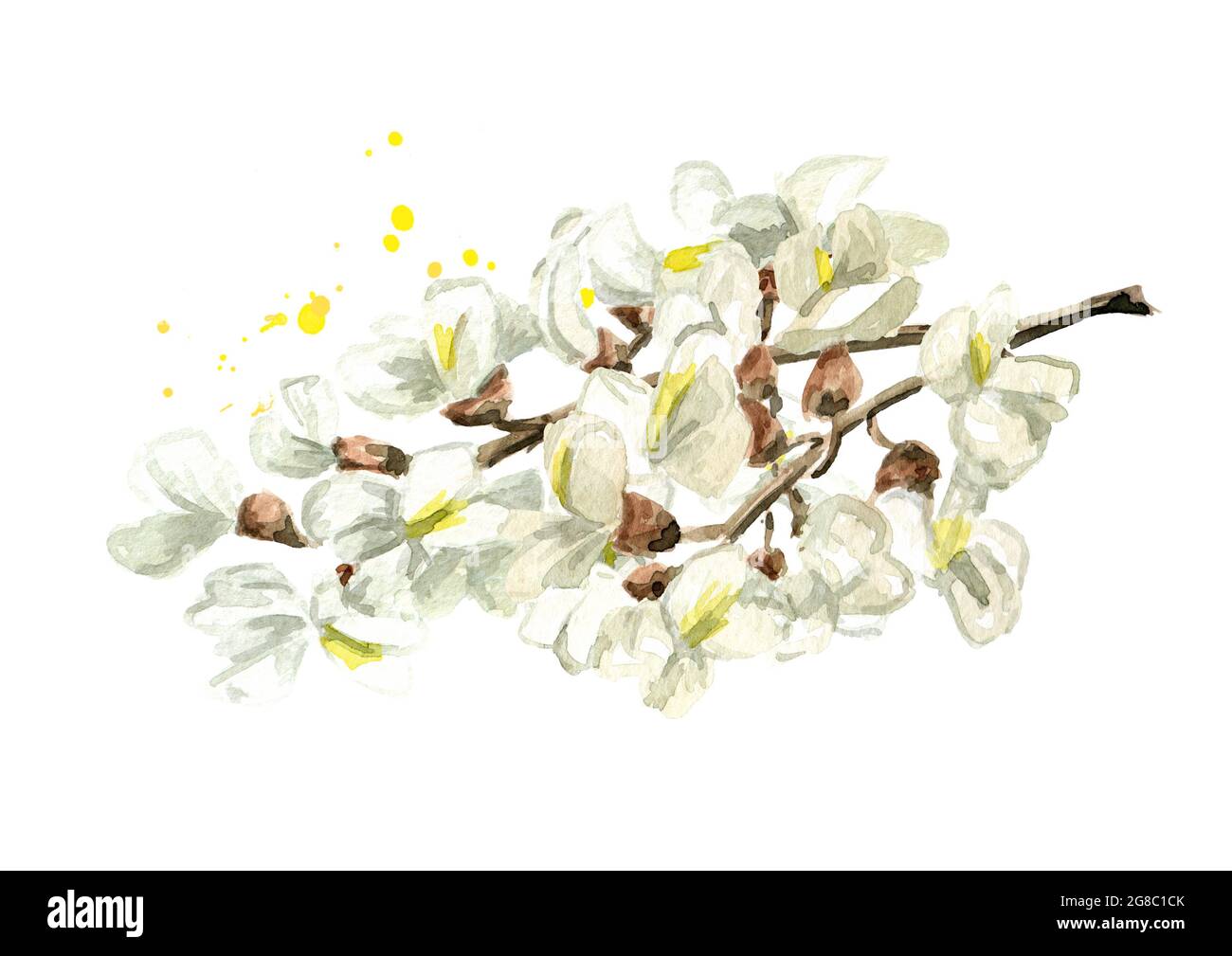 Blossoming acacia or Sophora Japonica branch with flowers, cosmetic and medical herb, Hand drawn watercolor illustration isolated on white background Stock Photo