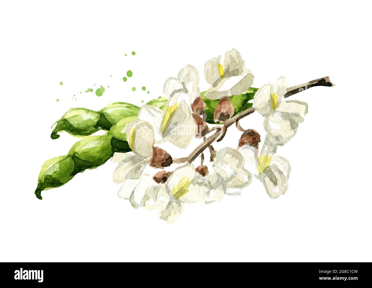 Blossoming acacia or Sophora Japonica  flowers and pods, cosmetic and medical herb. Hand drawn watercolor illustration isolated on white background Stock Photo