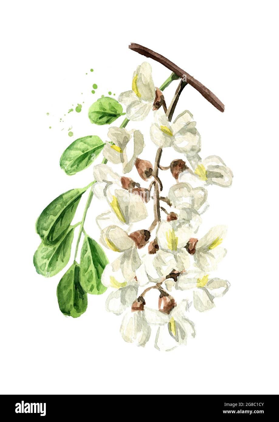 Blossoming acacia or Sophora Japonica branch with flowers and leaves, cosmetic and medical herb, Hand drawn watercolor illustration isolated on white Stock Photo