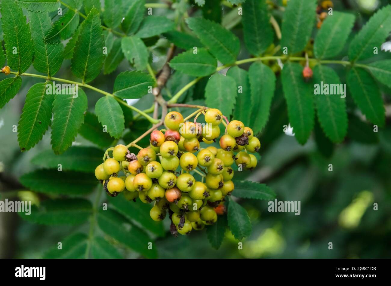 Sorbus aucuparia, known as rowan or mountain-ash shrub with young unripe green berries in a forest Stock Photo
