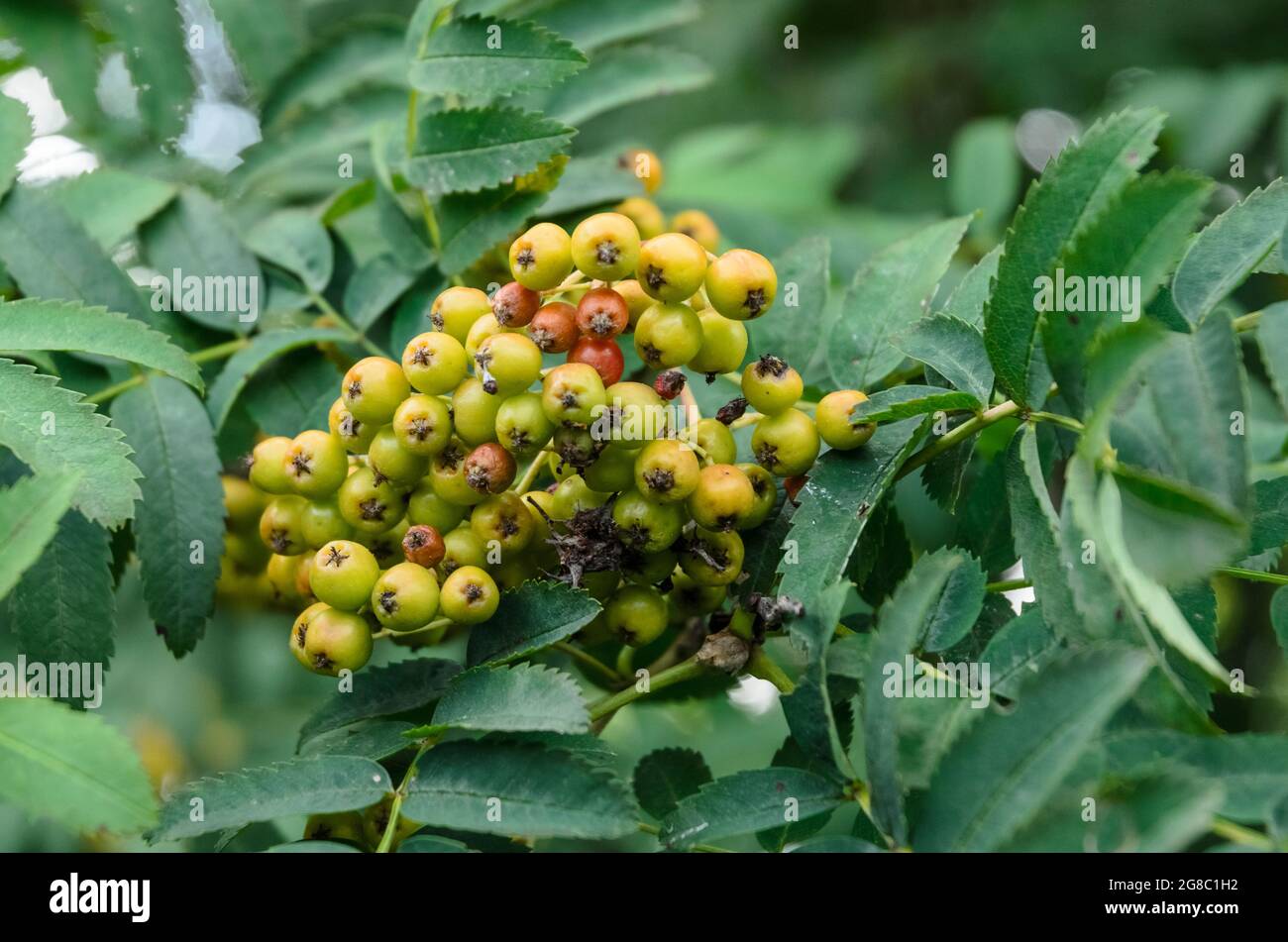 Sorbus aucuparia, known as rowan or mountain-ash shrub with young unripe green berries in a forest Stock Photo