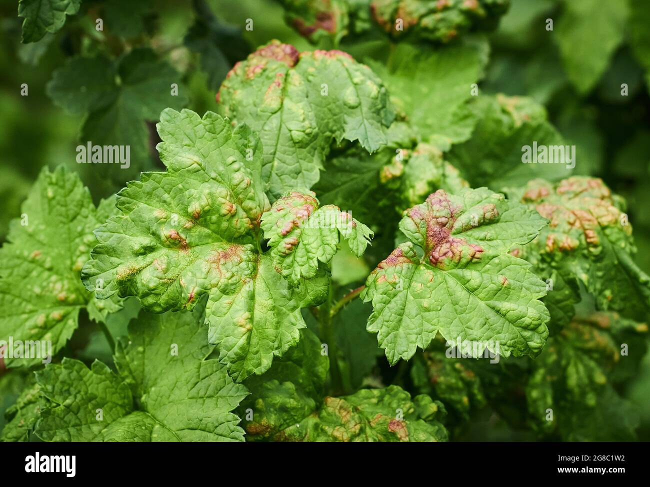 Peach leaf curl on currant leaves. Common Plant Diseases. Puckered or blistered leaves distorted by pale yellow aphids. Man holding reddish or Stock Photo