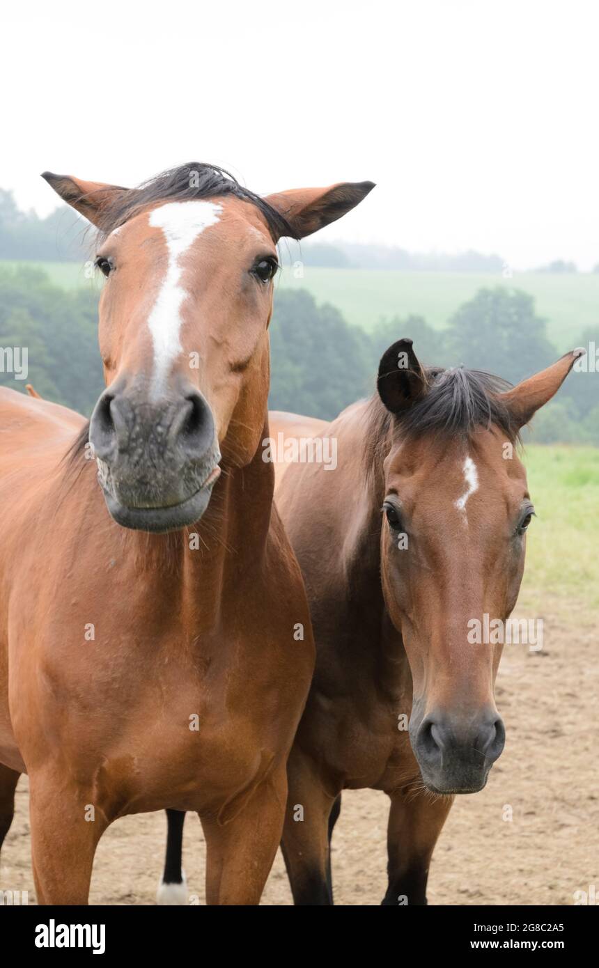 Two domestic brown horses (Equus ferus caballus) standing close together on a pasture in the countryside in Germany Stock Photo