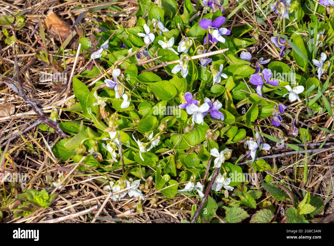 White violet with white and violet blossoms, also called Viola alba Stock Photo