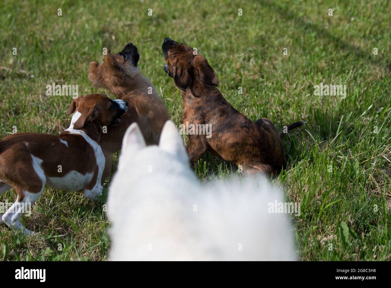 Group of dogs playing Stock Photo
