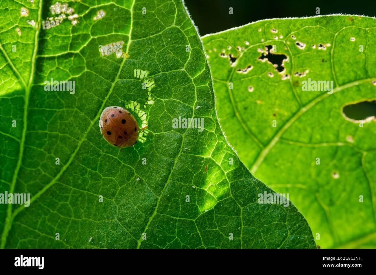 A ladybug on the green leaf Stock Photo